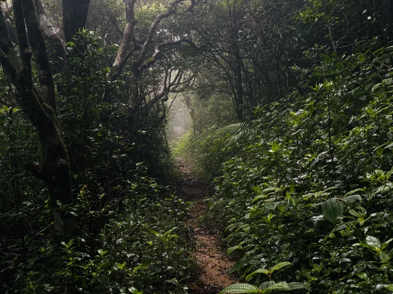 Knuckles Range Forest Path